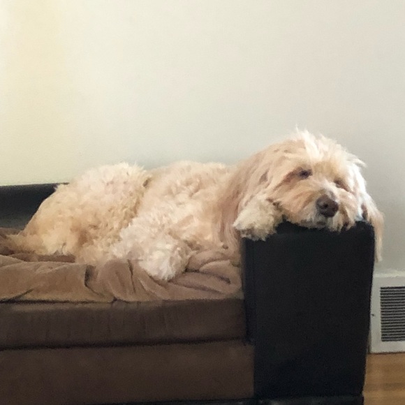 Meet your Posher, Robin - Picture 1 of 1